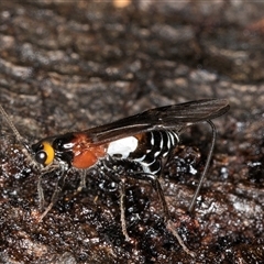 Unidentified Parasitic wasp (numerous families) at Belconnen, ACT - 5 Mar 2025 by kasiaaus