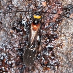 Braconidae (family) at Belconnen, ACT - 5 Mar 2025 10:41 AM