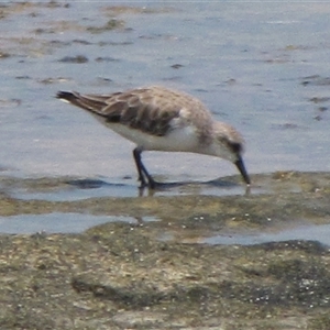 Calidris ruficollis (Red-necked Stint) at Dampier Peninsula, WA - 25 Oct 2009 by AndyRoo