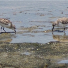 Calidris ruficollis at Dampier Peninsula, WA - 25 Oct 2009 12:04 PM