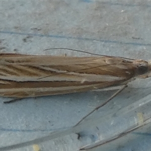 Hednota species near grammellus (Pyralid or snout moth) at Borough, NSW - 4 Mar 2025 by Paul4K