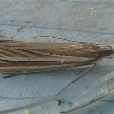 Hednota species near grammellus (Pyralid or snout moth) at Borough, NSW - 4 Mar 2025 by Paul4K