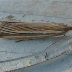 Hednota species near grammellus at Borough, NSW - suppressed