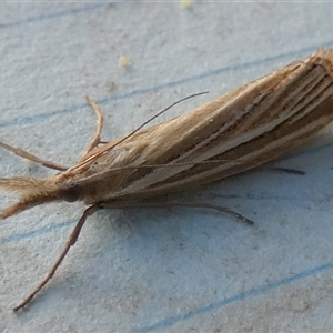 Hednota species near grammellus at Borough, NSW - suppressed