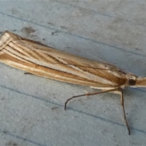 Hednota species near grammellus at Borough, NSW - suppressed