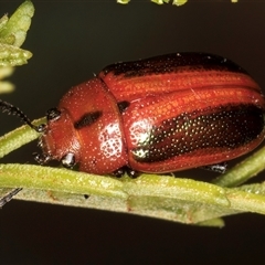 Calomela curtisi (Acacia leaf beetle) at Belconnen, ACT - 5 Mar 2025 by kasiaaus