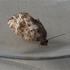 Asthenoptycha sphaltica and nearby species at Borough, NSW - suppressed