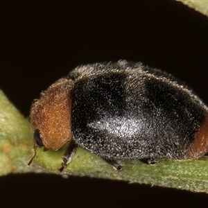 Cryptolaemus montrouzieri (Mealybug ladybird) at Belconnen, ACT - 5 Mar 2025 by kasiaaus