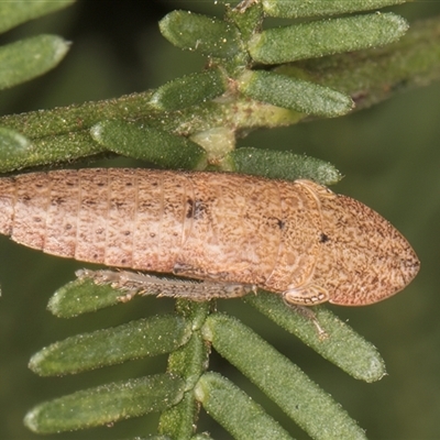 Unidentified Leafhopper or planthopper (Hemiptera, several families) at Belconnen, ACT - 5 Mar 2025 by kasiaaus