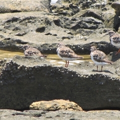 Arenaria interpres (Ruddy Turnstone) at Dampier Peninsula, WA - 25 Oct 2009 by AndyRoo