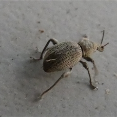 Merimnetes oblongus (Radiata pine shoot weevil) at Borough, NSW by Paul4K