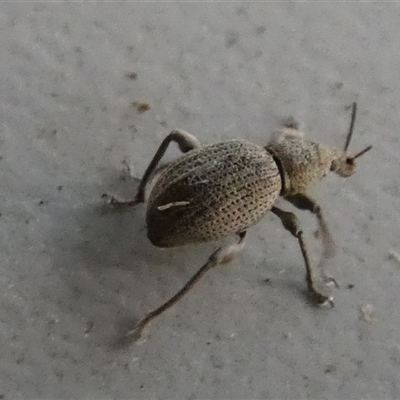 Merimnetes oblongus (Radiata pine shoot weevil) at Borough, NSW by Paul4K