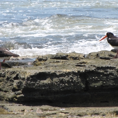 Haematopus longirostris (Australian Pied Oystercatcher) at Dampier Peninsula, WA - 25 Oct 2009 by AndyRoo