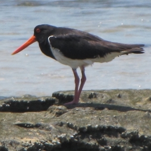 Haematopus longirostris at Dampier Peninsula, WA - suppressed
