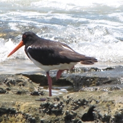 Haematopus longirostris at Dampier Peninsula, WA - suppressed