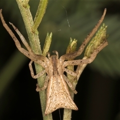 Sidymella trapezia (Trapezoid Crab Spider) at Belconnen, ACT - 5 Mar 2025 by kasiaaus