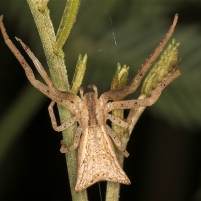 Sidymella trapezia at Belconnen, ACT - 5 Mar 2025 by kasiaaus