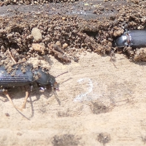 Unidentified Stag beetle (Lucanidae) by Paul4K