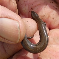 Hemiergis talbingoensis (Three-toed Skink) at Borough, NSW - 4 Mar 2025 by Paul4K