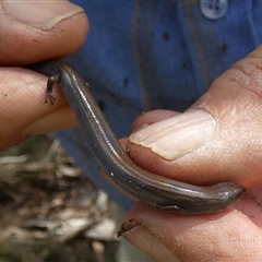 Hemiergis talbingoensis at Borough, NSW - suppressed