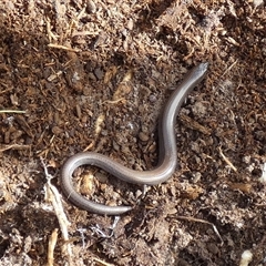 Hemiergis talbingoensis at Borough, NSW - suppressed