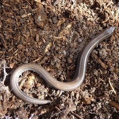 Hemiergis talbingoensis at Borough, NSW - suppressed