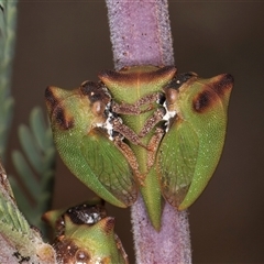 Sextius virescens (Acacia horned treehopper) at Belconnen, ACT - 5 Mar 2025 by kasiaaus