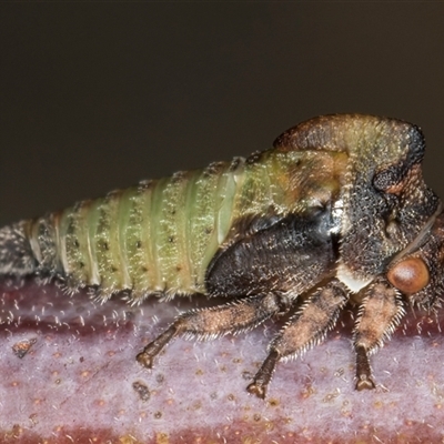 Sextius virescens (Acacia horned treehopper) at Belconnen, ACT - 5 Mar 2025 by kasiaaus