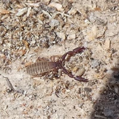 Chernetidae (family) (Chernetid Pseudoscorpion) at Borough, NSW - 4 Mar 2025 by Paul4K