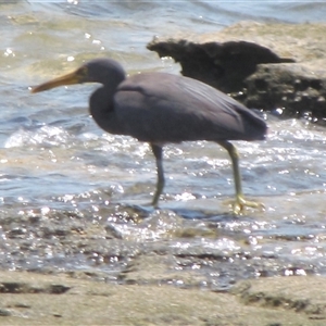 Egretta sacra at Dampier Peninsula, WA - 25 Oct 2009 02:02 PM