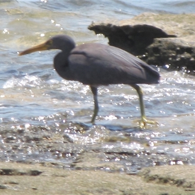 Egretta sacra (Eastern Reef Egret) at Dampier Peninsula, WA - 25 Oct 2009 by AndyRoo