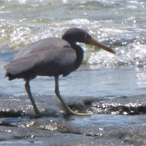 Egretta sacra at Dampier Peninsula, WA - 25 Oct 2009 02:02 PM
