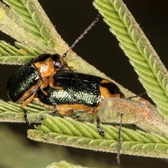 Aporocera (Aporocera) consors (A leaf beetle) at Belconnen, ACT - 5 Mar 2025 by kasiaaus