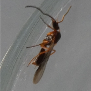 Myrmecia sp. (genus) at Borough, NSW - suppressed