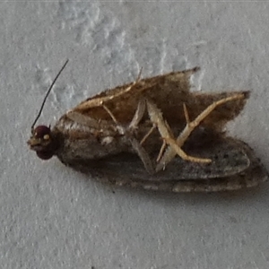 Asthenoptycha sphaltica and nearby species at Borough, NSW - suppressed