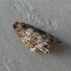 Asthenoptycha sphaltica and nearby species at Borough, NSW - suppressed