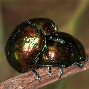 Callidemum hypochalceum (Hop-bush leaf beetle) at Belconnen, ACT - 5 Mar 2025 by kasiaaus