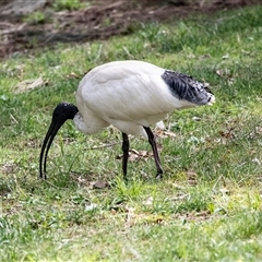 Threskiornis molucca (Australian White Ibis) at Belconnen, ACT - 7 Mar 2025 by AlisonMilton