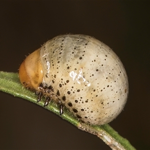 Callidemum hypochalceum (Hop-bush leaf beetle) at Belconnen, ACT - 5 Mar 2025 by kasiaaus