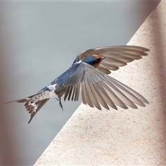 Hirundo neoxena (Welcome Swallow) at Belconnen, ACT - 7 Mar 2025 by AlisonMilton