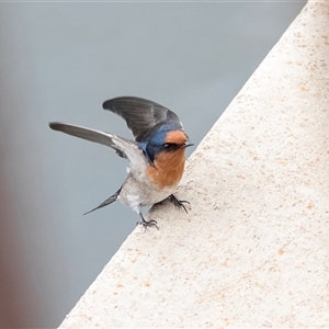 Hirundo neoxena at Belconnen, ACT - 7 Mar 2025 12:12 PM