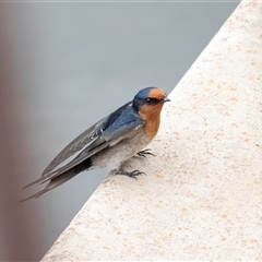 Hirundo neoxena at Belconnen, ACT - 7 Mar 2025 12:12 PM