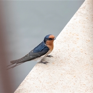 Hirundo neoxena at Belconnen, ACT - 7 Mar 2025 12:12 PM