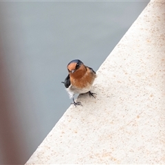 Hirundo neoxena at Belconnen, ACT - 7 Mar 2025 12:12 PM