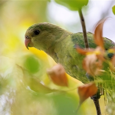 Polytelis swainsonii (Superb Parrot) at Belconnen, ACT - 7 Mar 2025 by AlisonMilton