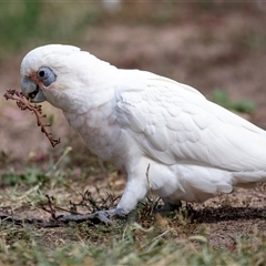 Cacatua sanguinea (Little Corella) at Belconnen, ACT - 7 Mar 2025 by AlisonMilton