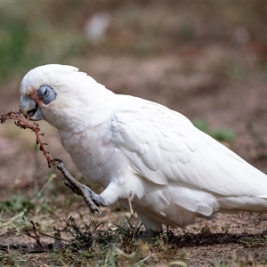 Cacatua sanguinea at Belconnen, ACT - 7 Mar 2025 10:35 AM