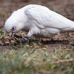 Cacatua sanguinea at Belconnen, ACT - 7 Mar 2025 10:35 AM