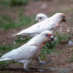 Cacatua tenuirostris (Long-billed Corella) at Belconnen, ACT - 7 Mar 2025 by AlisonMilton