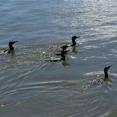 Phalacrocorax sulcirostris (Little Black Cormorant) at Belconnen, ACT - 6 Mar 2025 by AlisonMilton